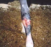 Mia after second operation