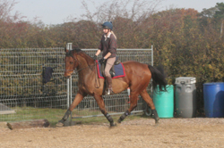 Indie being ridden