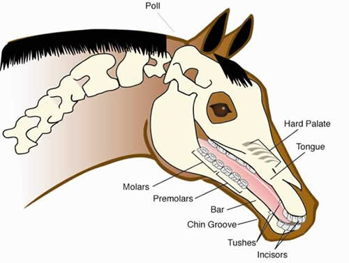 Horse's Mouth